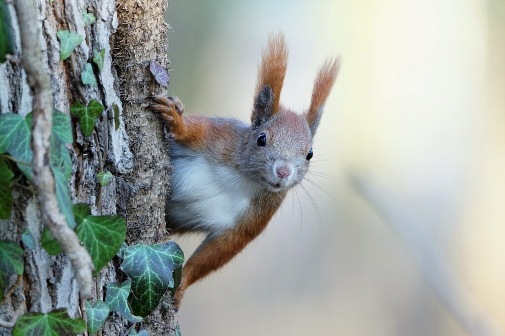 squirrel, rodent, wildlife-7025721.jpg